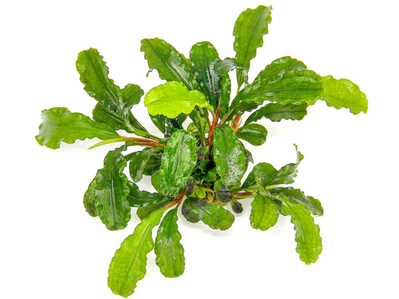 Preview: Welliges Blatt - Bucephalandra pygmaea ´Bukit Kelam´ in vitro